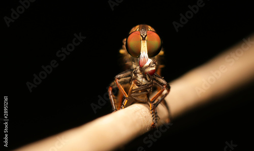 Robber fly eating fly © Kamphol