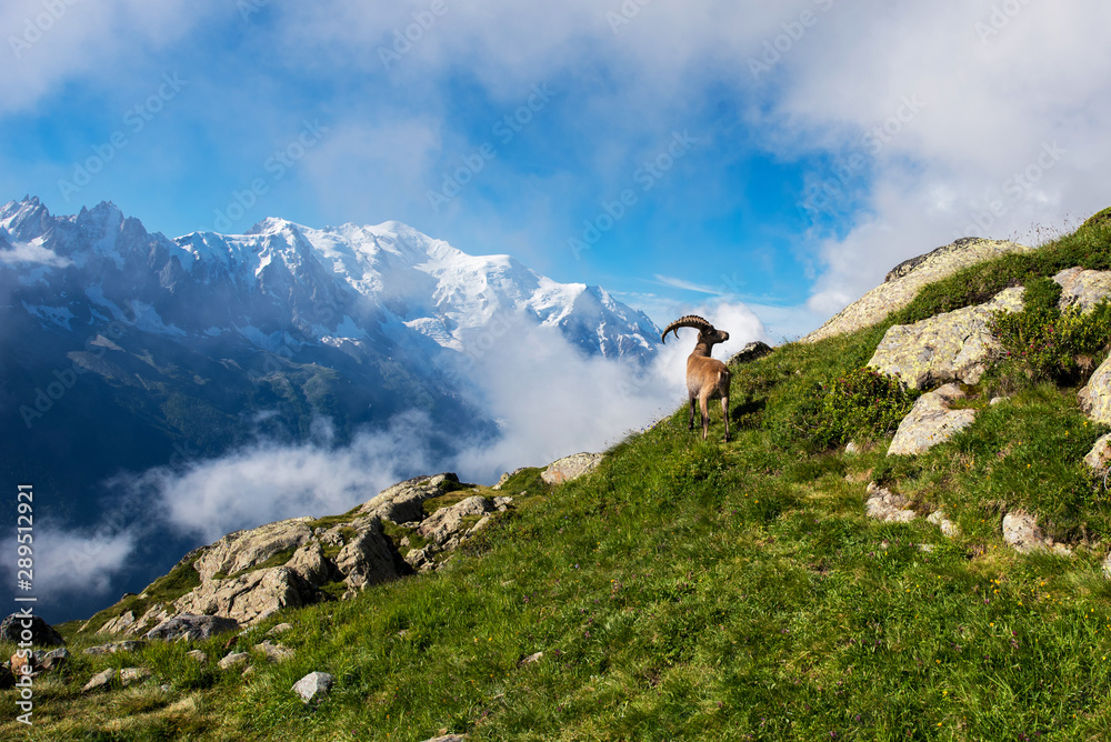 Beautiful mountain landscape with mountain goat in the French Alps near the Lac Blanc massif against the backdrop of Mont Blanc.