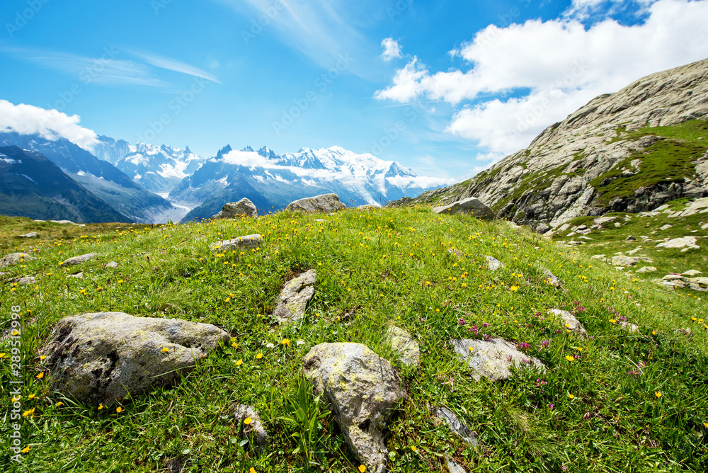 Charming spring-summer mountain landscape with stones and yellow flowers of dandelionin in French Alps, massif La Blanc. (Harmony, tourism, meditation - concept)