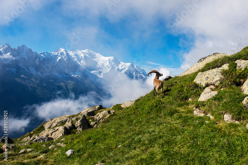 Beautiful mountain landscape with mountain goat in the French Alps near the Lac Blanc massif against the backdrop of Mont Blanc.