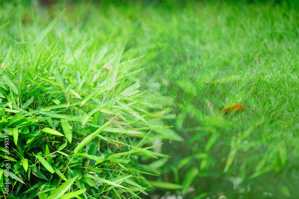 green bamboo leaf and green grass background green bamboo leaf and green grass background