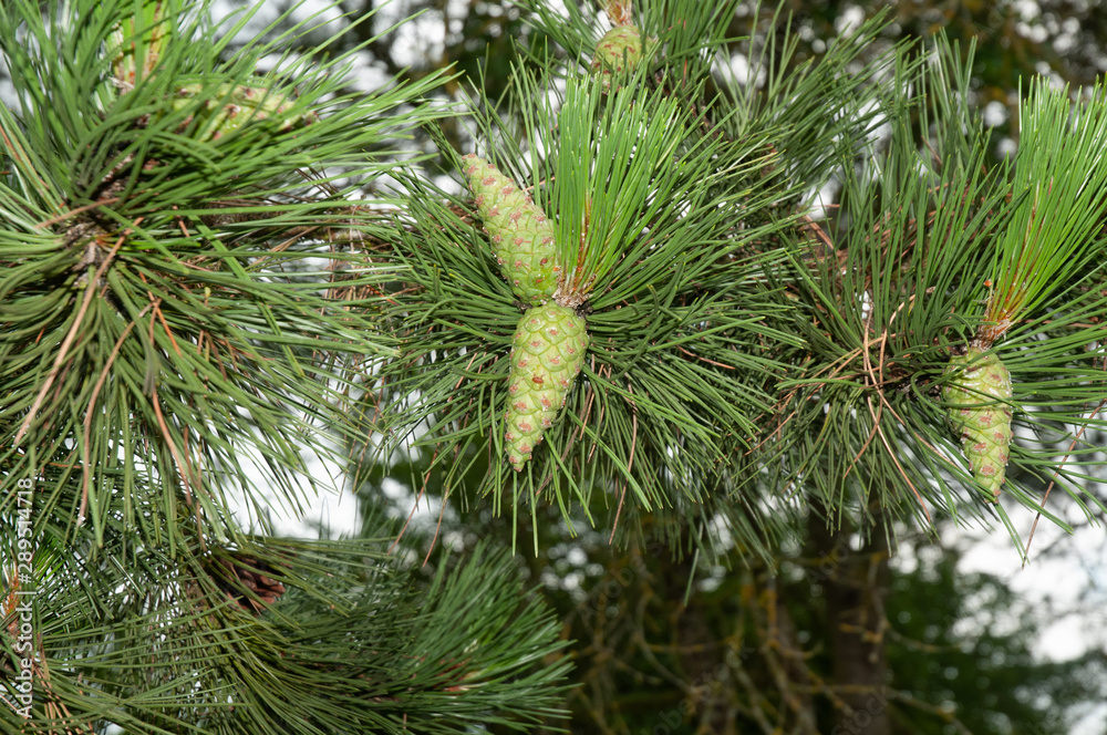 fresh green cones at twig of a pine tree