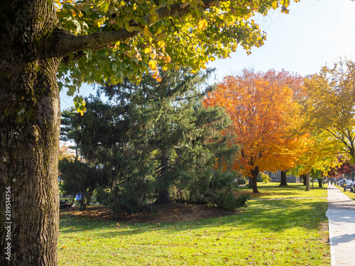 trees in full foliage colors in suburban town in New Jersey, North America