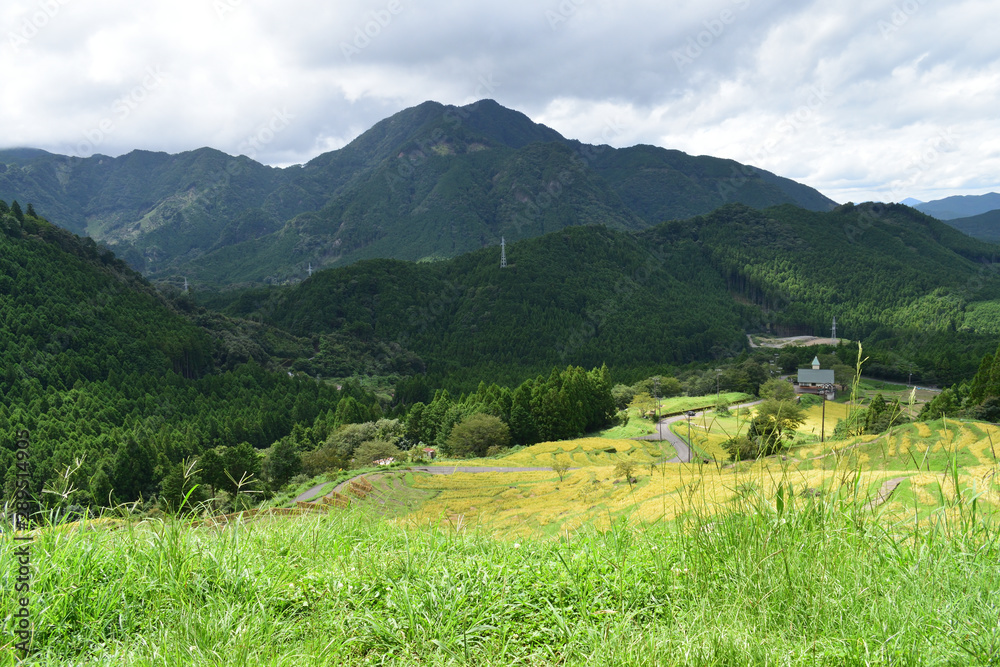 Fototapeta premium 丸山千枚田