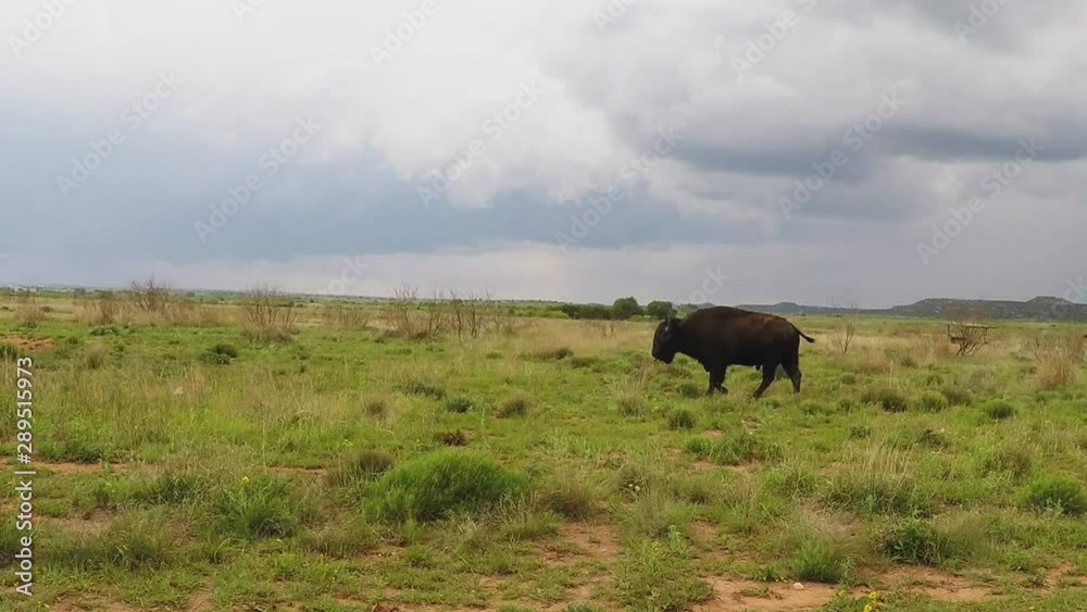 Lone Buffalo Walking Across Green Field Lone Buffalo Walking Across Green Field
