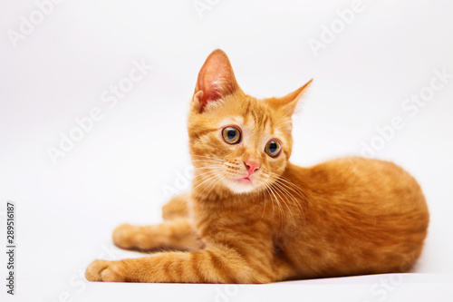 a handsome  cute  red  a small kitten lies on a white backdrop of c large eyes