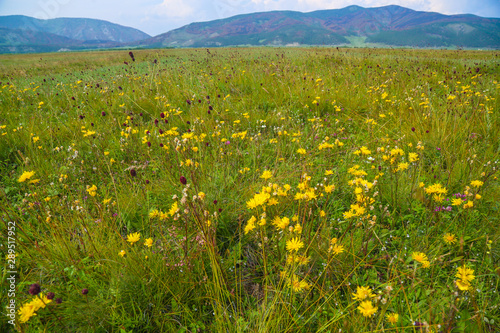 field of yellow flowers