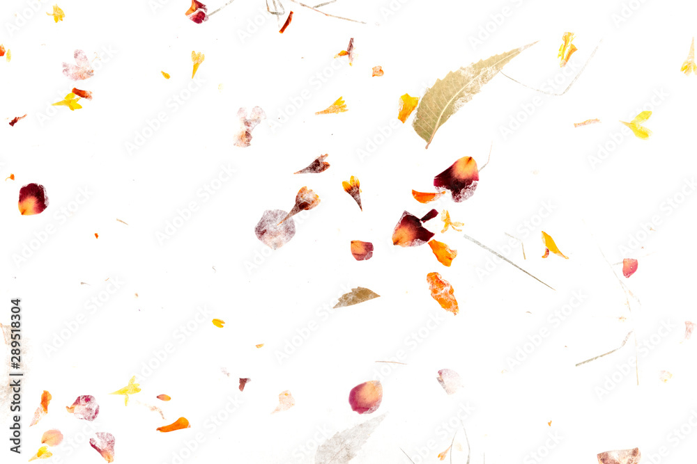 Abstract autumn texture. Scattered dry leaves and petals on a white background Abstract autumn texture. Scattered dry leaves and petals on a white background