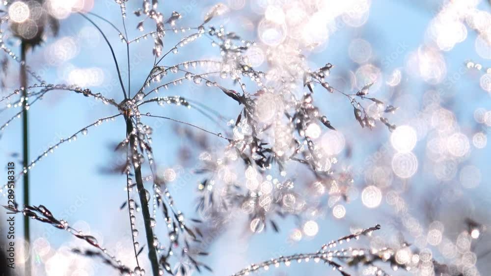 Blurred view of morning dew drops on grass. Sun shining and reflecting in silvery brilliant water on leaves. Wind blowing on alpine meadow under blue sky Wonderful wild nature at sunrise Blurred view of morning dew drops on grass. Sun shining and reflecting in silvery brilliant water on leaves. Wind blowing on alpine meadow under blue sky Wonderful wild nature at sunrise