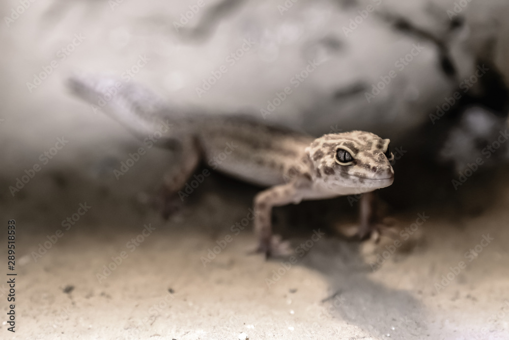 Lizard hiding in the stones. little Dragon. Close-up. Lizard hiding in the stones. little Dragon. Close-up.