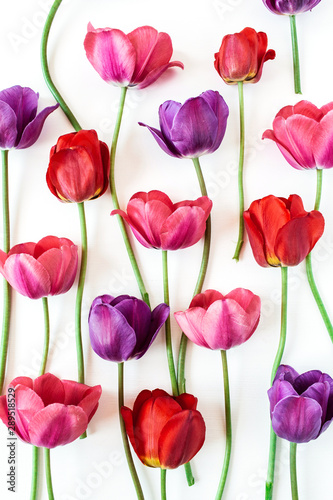 Colorful tulip flowers on white background. Flat lay, top view minimal summer floral pattern composition.