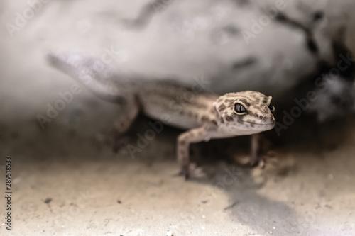 Lizard hiding in the stones. little Dragon. Close-up.