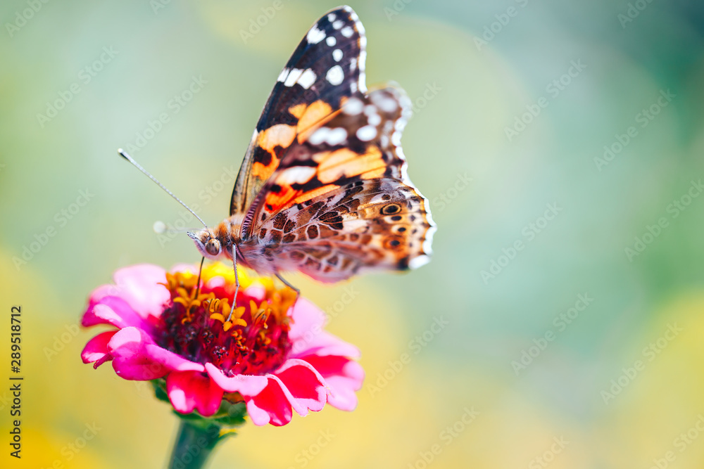 Naklejka Close-up macro of tortoiseshell butterfly sitting on a flower flower