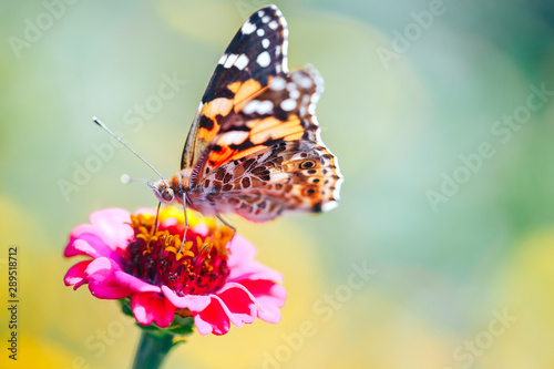 Close-up macro of tortoiseshell butterfly sitting on a flower flower