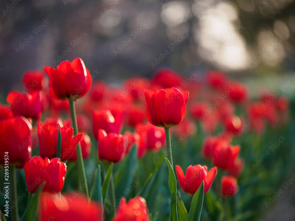 Closeup of a park field of red single-early tulips in the evening twilight. Suita, Osaka, Japan. Shallow focus. Travel and spring seasonal flowers.