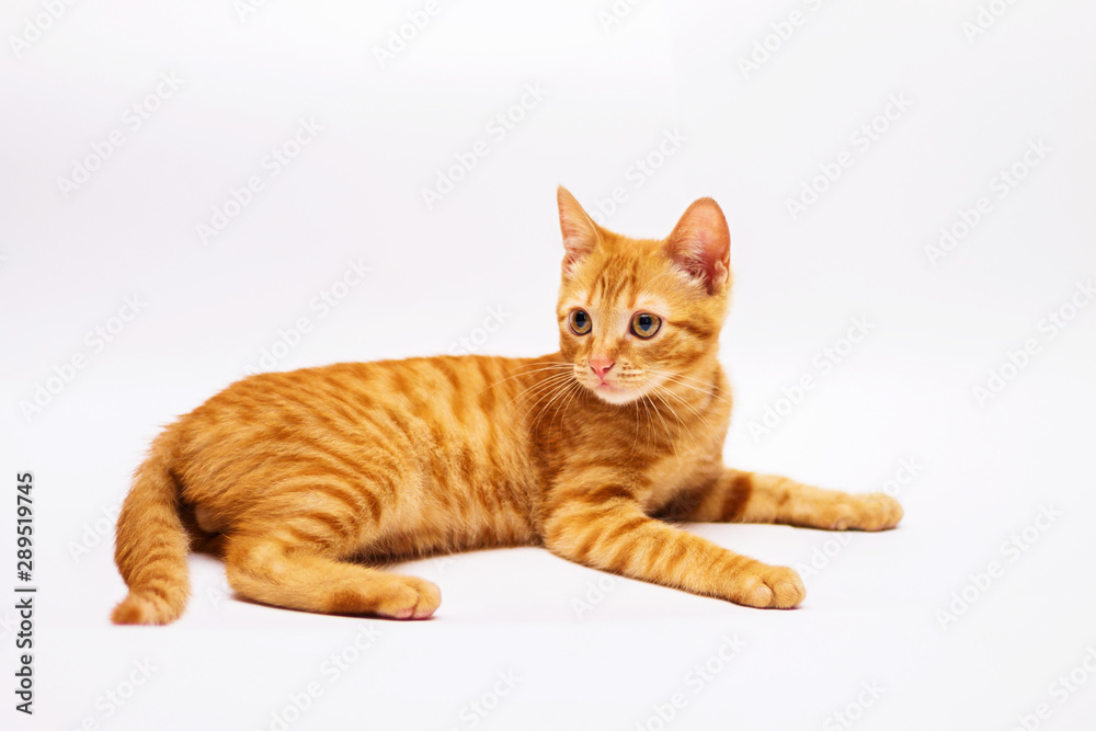 a handsome, cute, red, a small kitten lies on a white backdrop of c large eyes a handsome, cute, red, a small kitten lies on a white backdrop of c large eyes