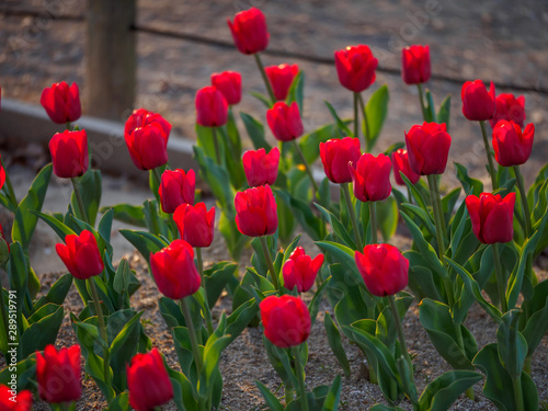 Closeup of a flowerbed of red single-early tulips glowing in the sunset s light. Suita  Osaka  Japan. Travel and tourism.