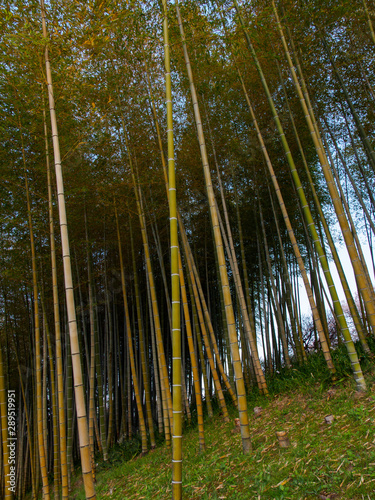 Wide angle view of a shaded grove of tall bamboo trees at sunset. Vertical orientation. Suita  Osaka  Japan. Travel and nature.