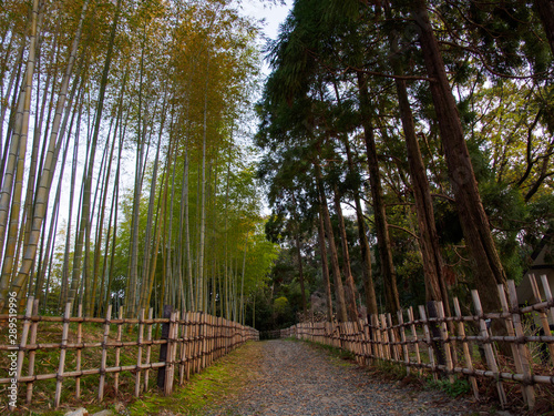 Wide angle view of a park path with bamboo groves and cedar trees at sunset. Suita  Osaka  Japan. Travel and nature.