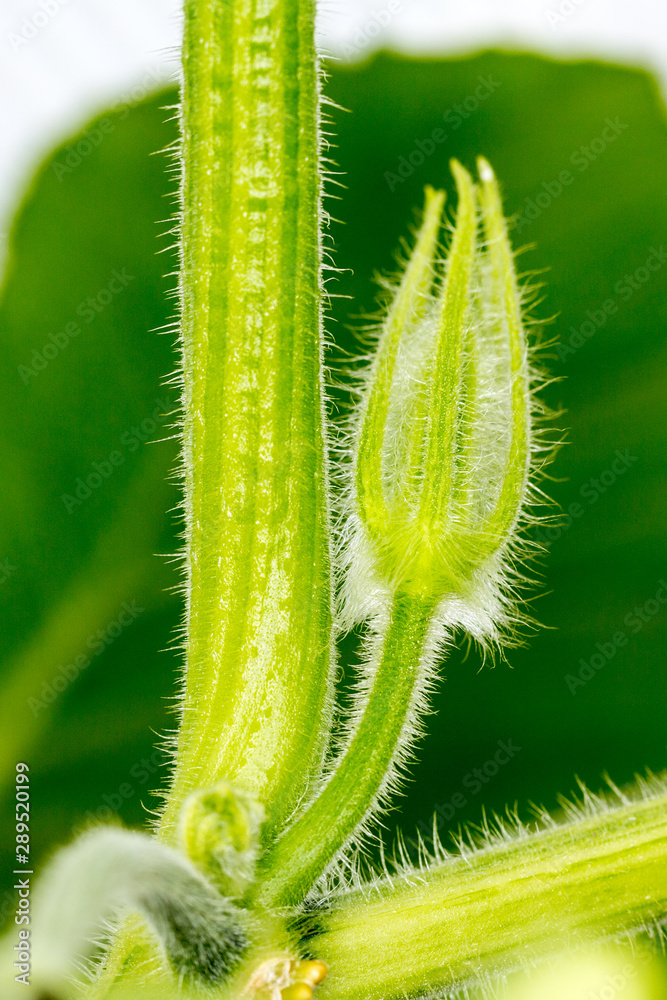 Squash blossoms and fruits growing in a greenhouse Squash blossoms and fruits growing in a greenhouse