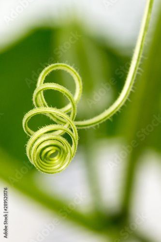 Intricately detailed curly vines and stems growing in a greenhouse photo