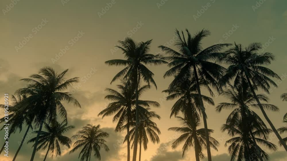 Palm trees on a colourful sunset background. 4k time lapse Palm trees on a colourful sunset background. 4k time lapse