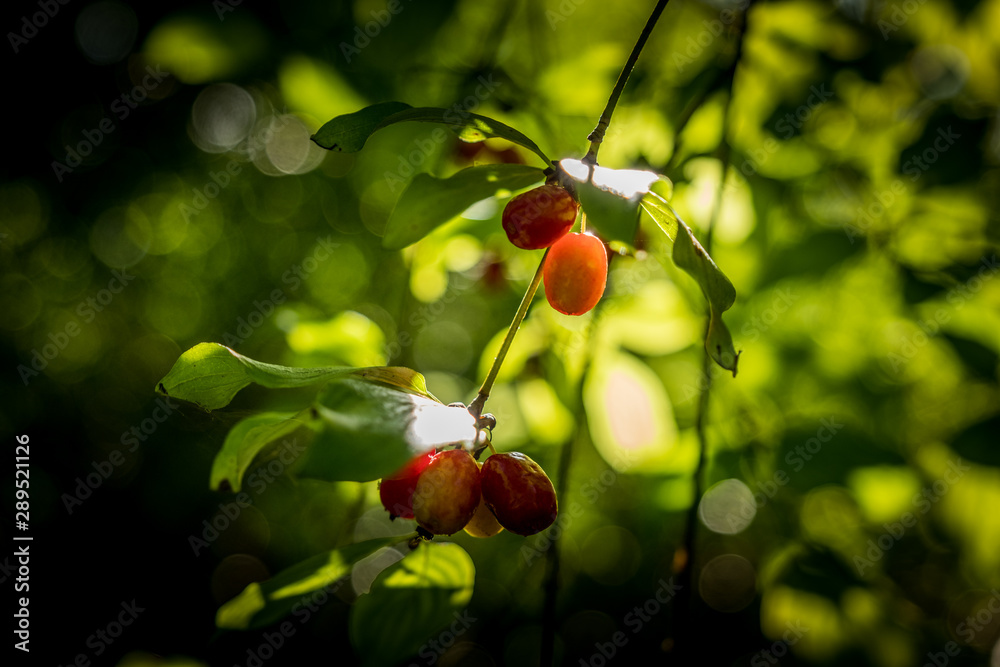 Obraz premium Chianni, Pisa, Tuscany - Ghiaccioni Waterfall