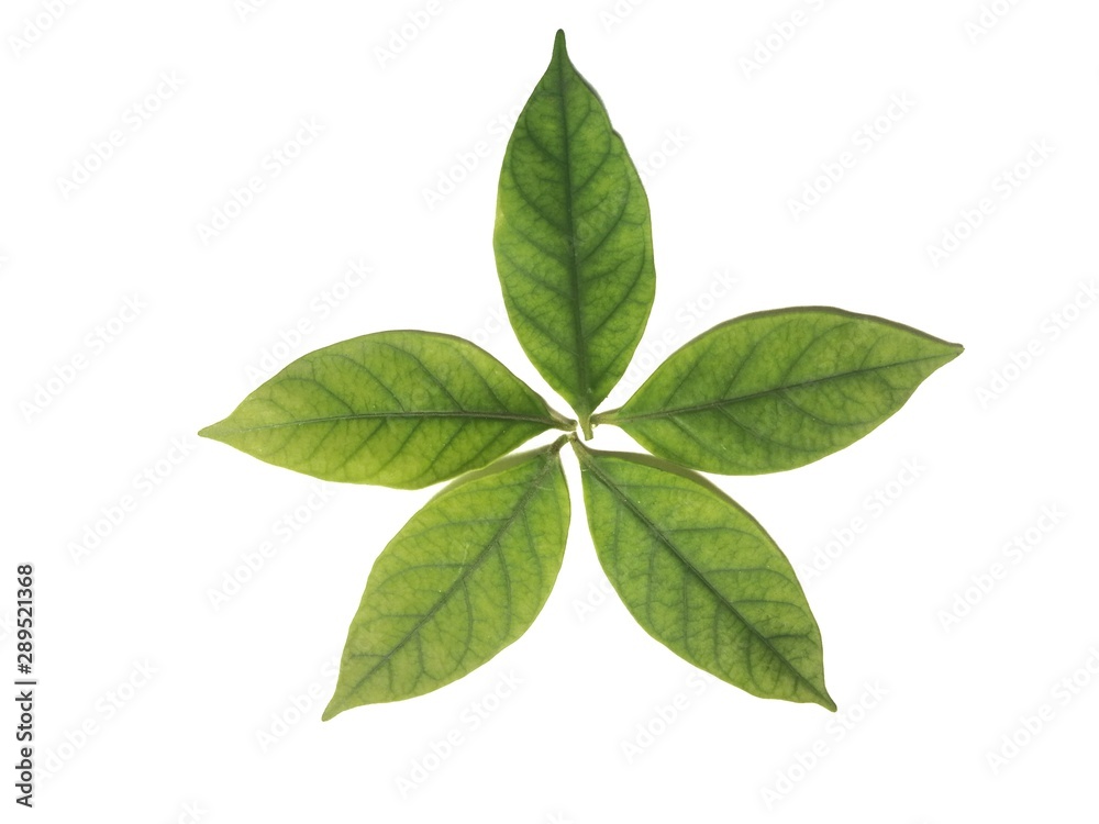 green leaf isolated on white background green leaf isolated on white background