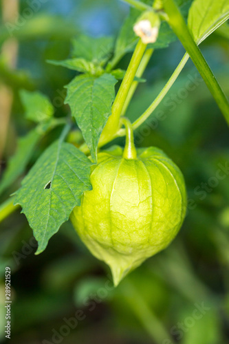 Organic tomatillo fruits growing in the vine in a greenhouse