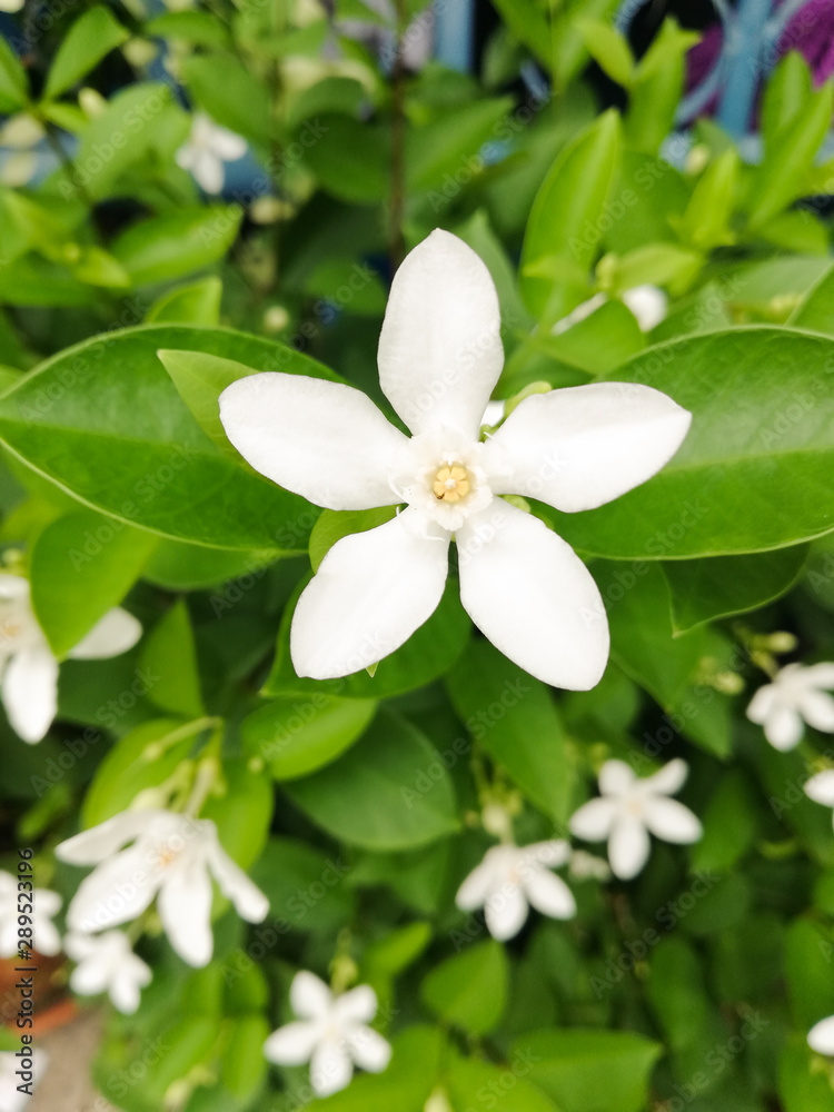 Obraz premium jasmine fragrance beautiful flower