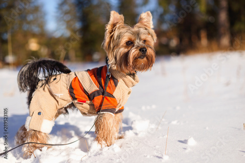 Yorkshire terrier sitting in the snow wearing overalls. Dog Yorkshire terrier walking in the snow. Dog in winter. © Alice