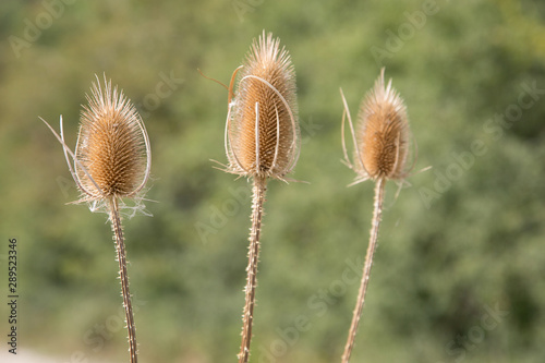 Distel / Carduoideae