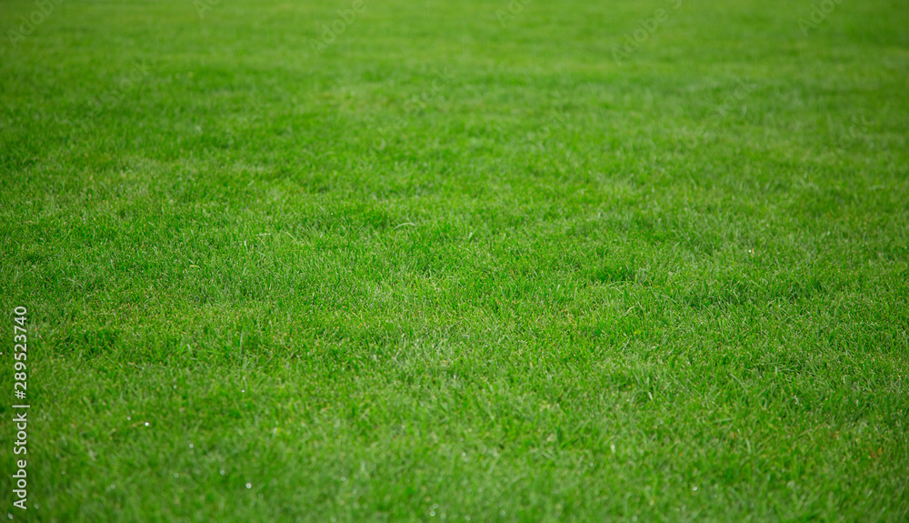 Lawn with green grass. Green grass for background. Lawn with green grass. Green grass for background.