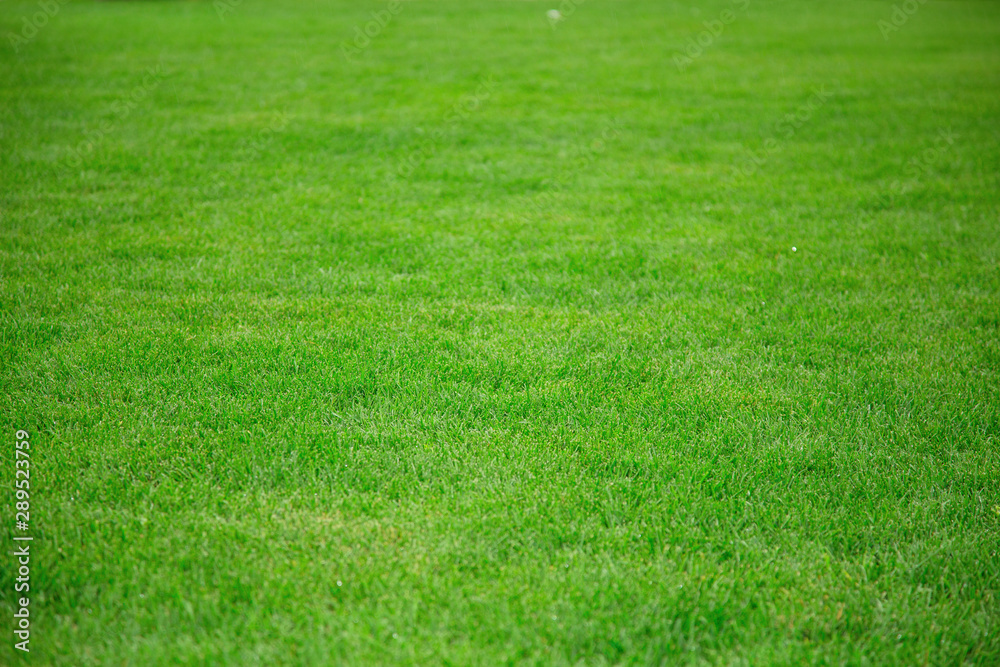Lawn with green grass. Green grass for background. Lawn with green grass. Green grass for background.