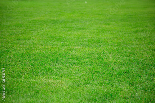 Lawn with green grass. Green grass for background.
