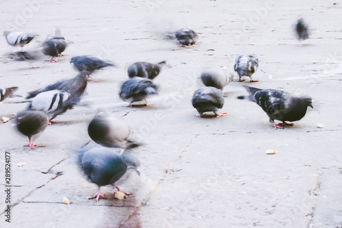 grey Pigeons in motion eating on rock floor