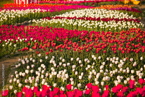 Landscape of Netherlands bouquet of tulips on the field