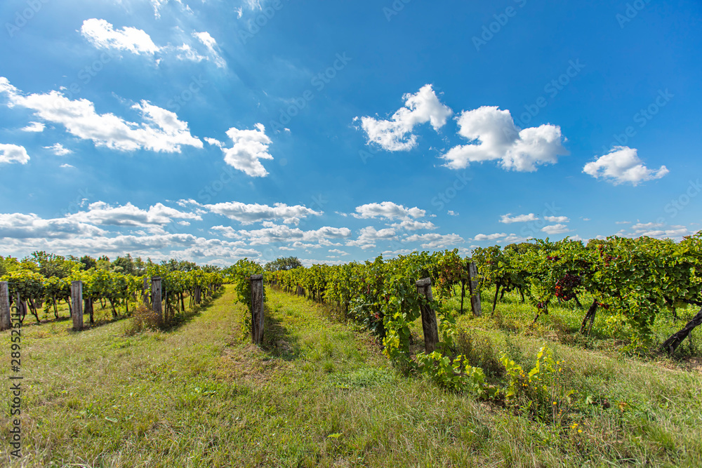 Fototapeta premium green vineyard rows