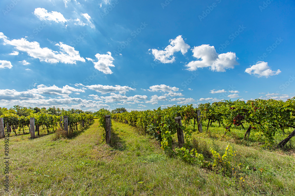 green vineyard rows