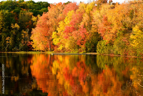 Maples reflecting on a calm like in autumn kawarthas