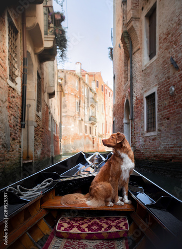 Dog in Venice on a gondola. Nova Scotia Duck Tolling Retriever is traveling in an old town.