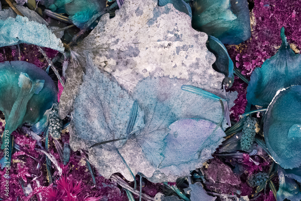 Obraz premium france, chevreuse valley : leaves in forest in autumn