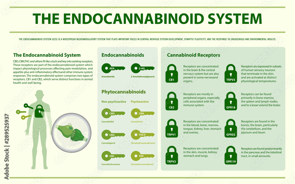 The Endocannabinoid System horizontal infographic illustration about ...