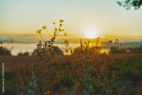 Kräuter an einem Feldrand bei Sonnenaufgang