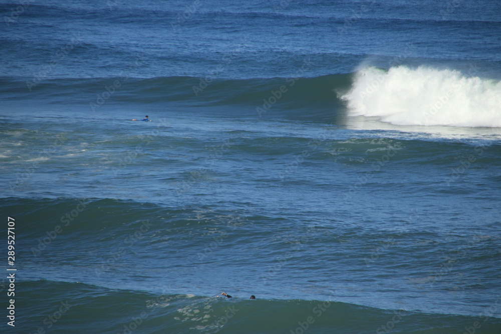 Fototapeta premium Surf Landak