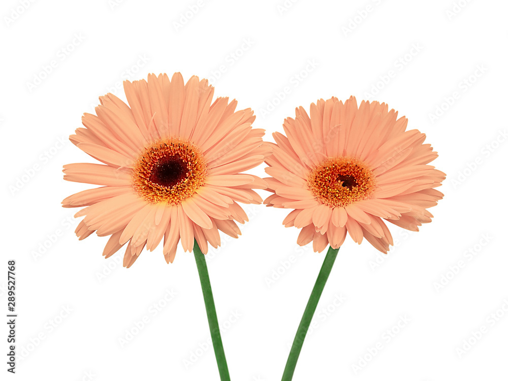 Pale pink flowers isolated on a white background Pale pink flowers isolated on a white background