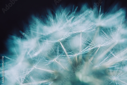 dandelion seeds on black background © UMB-O