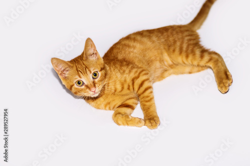a handsome, cute, red, a small kitten lies on a white backdrop of c large eyes © Tanicha