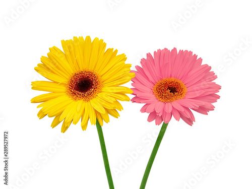 Yellow and pink flowers isolated on a white background