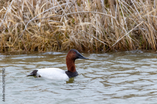 Canvasback Duck